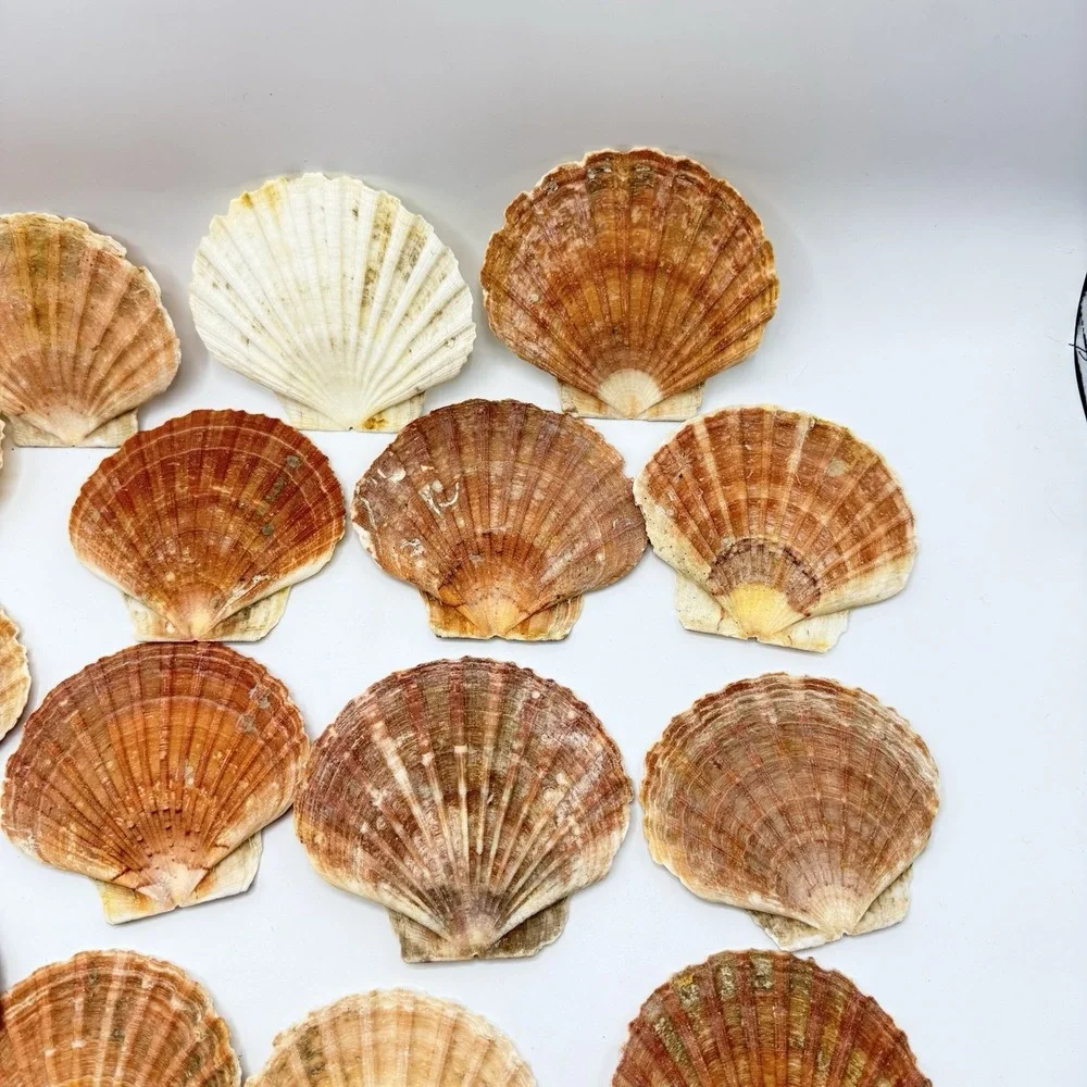 19 Large Irish Flat Scallops Shells Seashells 3.5